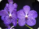 Vanda coerulea x Pakchong Newland